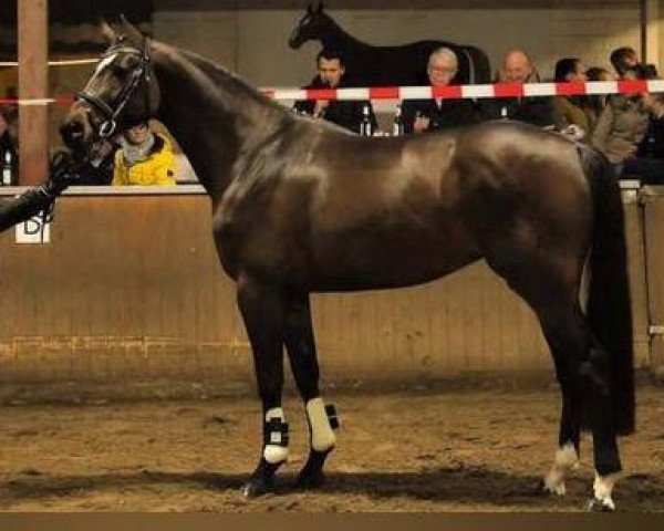 broodmare C’est Moi Toulina (Oldenburg show jumper, 2016, from Toulon)