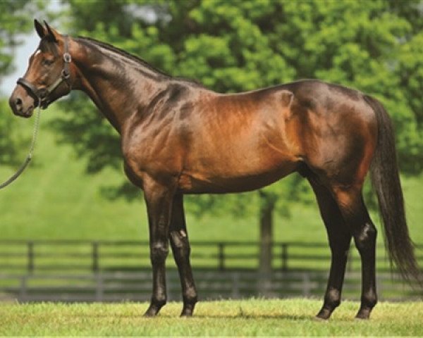 stallion Harlington xx (Thoroughbred, 2002, from Unbridled xx)