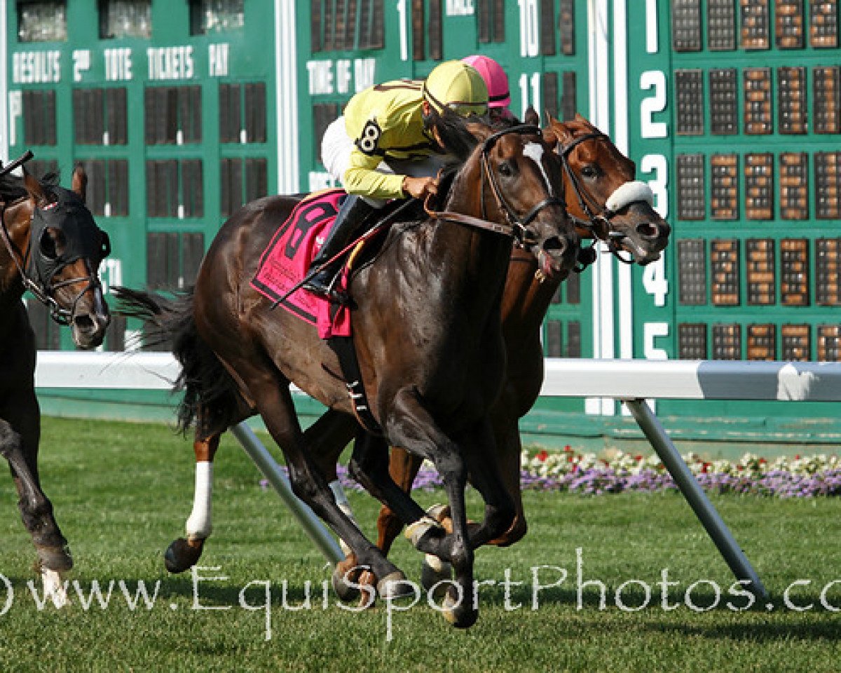 stallion Grand Reward xx (Thoroughbred, 2001, from Storm Cat xx)