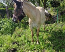 Pferd Urzula (Fjordpferd, 1999, von Inco)