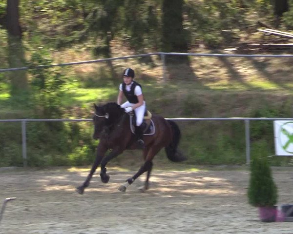 Reitturnier Brilon-Reitanlage Volbracht 2018