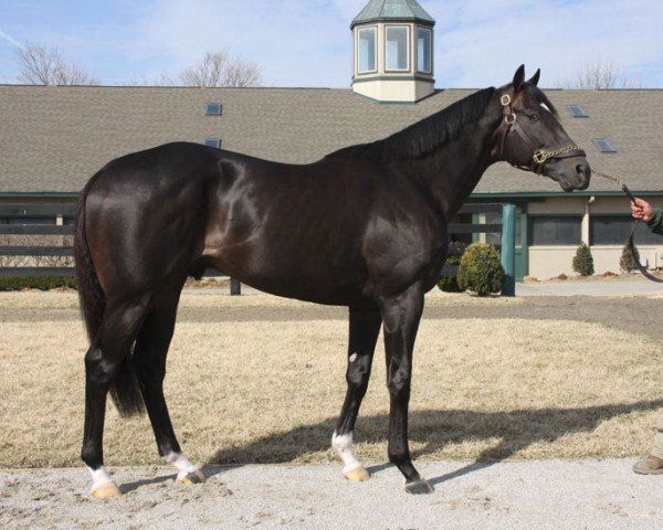 stallion Noble Tune xx (Thoroughbred, 2010, from Unbridled's Song xx)