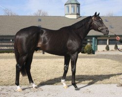 stallion Noble Tune xx (Thoroughbred, 2010, from Unbridled's Song xx)