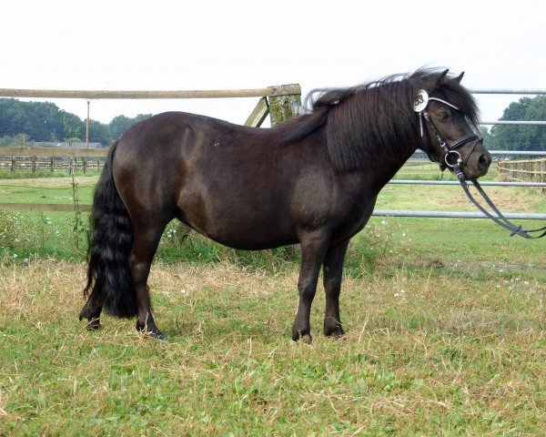 Zuchtstute Kantara (Shetland Pony, 2014, von Mr. Ed)