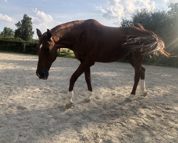 horse Cassius (German Warmblood, 2005, from Careras)
