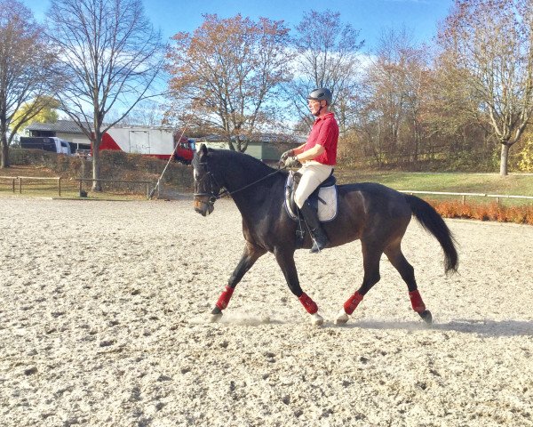 Pferd Eichendorff 9 (Trakehner, 1998, von Couleur-Fuerst)