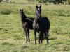 dressage horse Stute von Apollon / Fidermark (Westphalian, 2016, from Apollon)