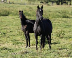 Dressurpferd Stute von Apollon / Fidermark (Westfale, 2016, von Apollon)