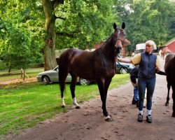 broodmare Bayakoa (Hanoverian, 1995, from Bold Indian xx)