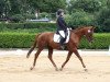 dressage horse Nostradamus 21 (Trakehner, 2000, from Nerv)