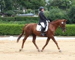 dressage horse Nostradamus 21 (Trakehner, 2000, from Nerv 1370)