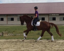 dressage horse Darino Dackelblick (Hanoverian, 2011, from De Niro)