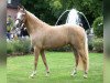 broodmare Novita Gold (Rhinelander, 2014, from Fs Numero Uno)