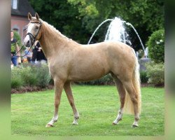 dressage horse Novita Gold (Rheinländer, 2014, from Fs Numero Uno)