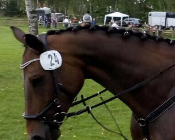 horse Azira 4 (Hanoverian, 2007, from Advocat)