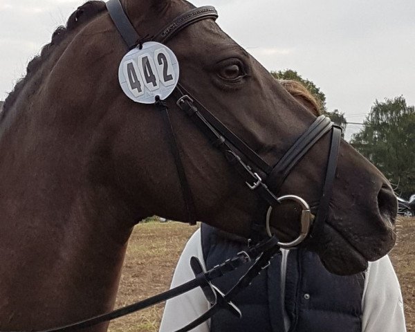 Dressurpferd Valerie 72 (Deutsches Reitpony, 2007, von Three-Stars Valino)