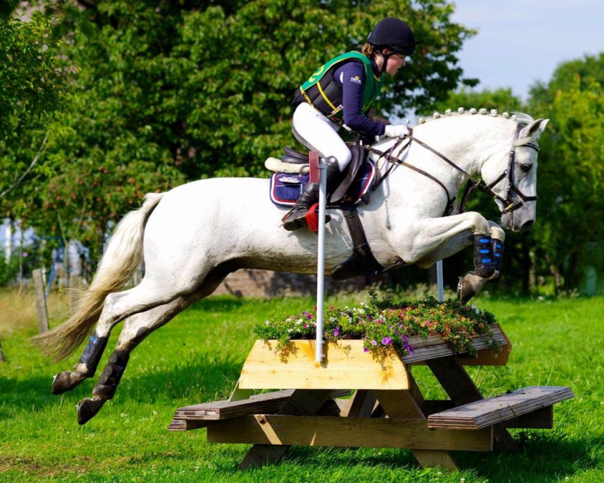 Deckhengst Springfield Shadow (Connemara-Pony, 2003, von Innellan Kestrel 15 IC)