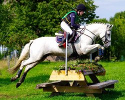 dressage horse Springfield Shadow (Connemara-Pony, 2003, from Innellan Kestrel 15 IC)