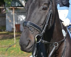 dressage horse Rodynho (Zweibrücken, 2009, from Rodrigo)