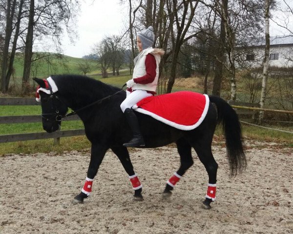 dressage horse Chocolat 2 (Austrian Reitpony, 1997)