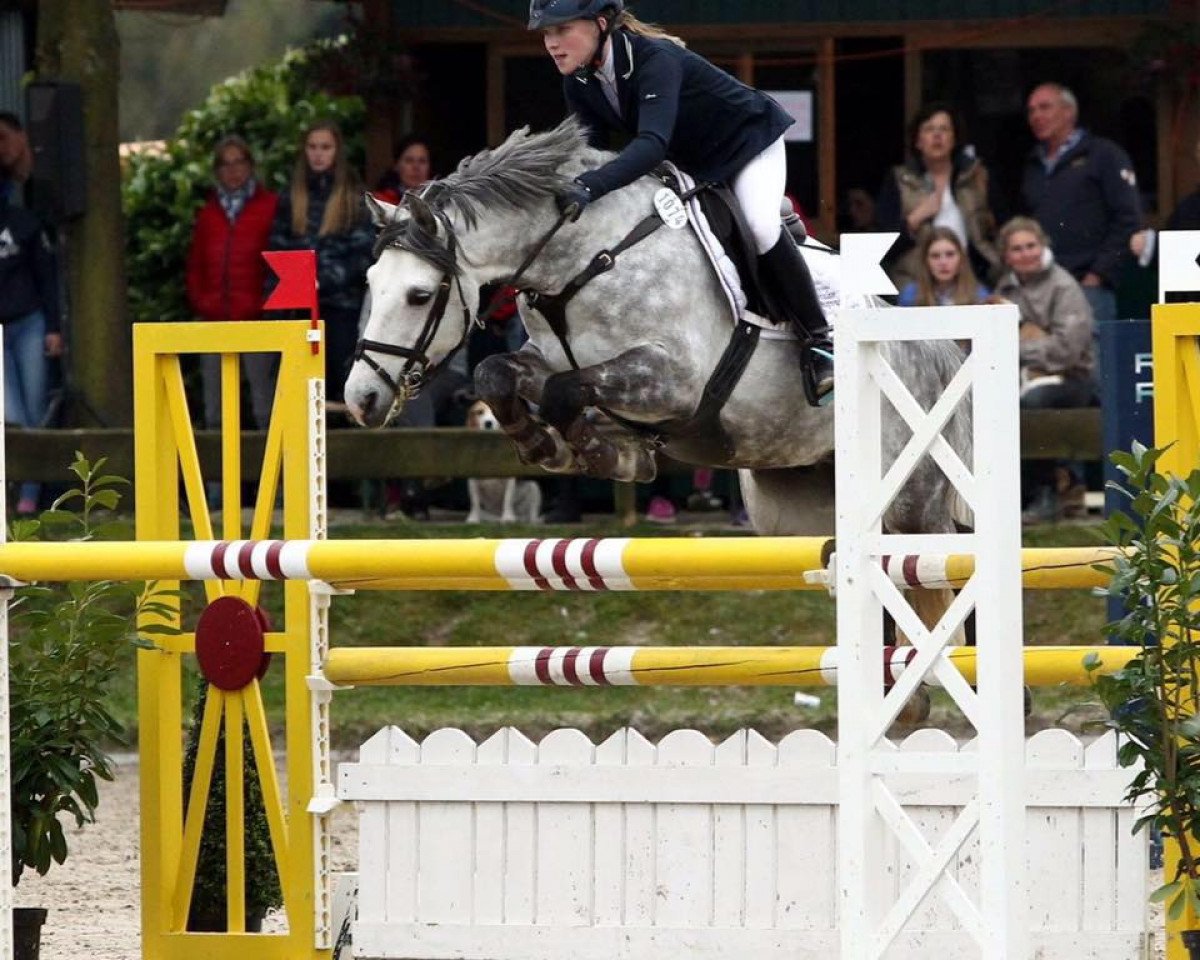 Springpferd Merano (Deutsches Reitpony, 2005, von Rashing Boy)
