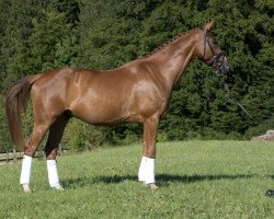 dressage horse Siebenstein 16 (Hanoverian, 2013, from Spörcken)