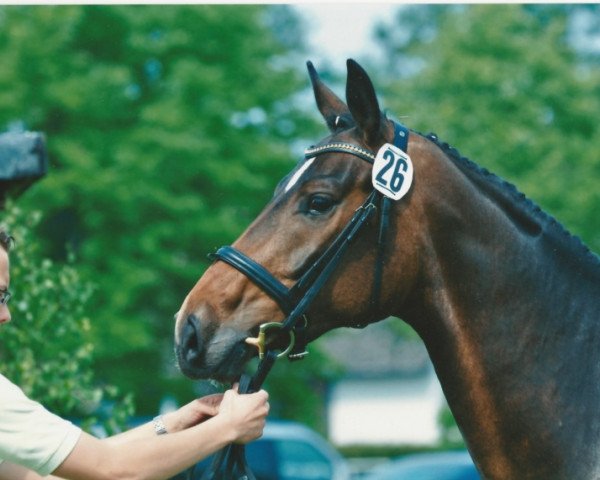 broodmare Donna (Hanoverian, 2008, from Dauphin)