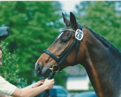 broodmare Donna (Hanoverian, 2008, from Dauphin)