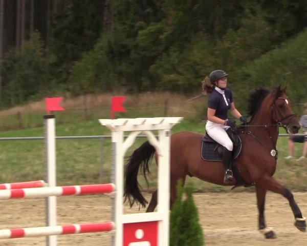 Reitturnier Brilon-Reitanlage Volbracht 2018