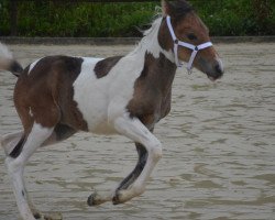 dressage horse Svea S (Lewitzer, 2017, from Romeo)