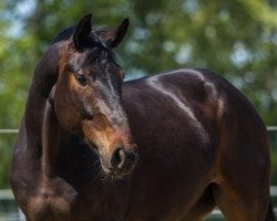 dressage horse DJ Antoine (Zweibrücken, 2013, from Tannenhof's Download)