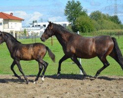 stallion Hidalgo 2016 (Pura Raza Espanola (PRE), 2016)