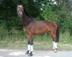 broodmare Pia Irina (German Warmblood, 1999, from Rassenstein)