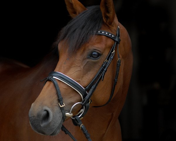 dressage horse Laureen (Rhinelander, 2010, from Lord Loxley I)