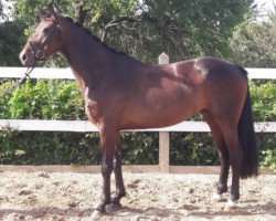 broodmare Quidams-Acordina (German Sport Horse, 2012, from Quidams Acord)