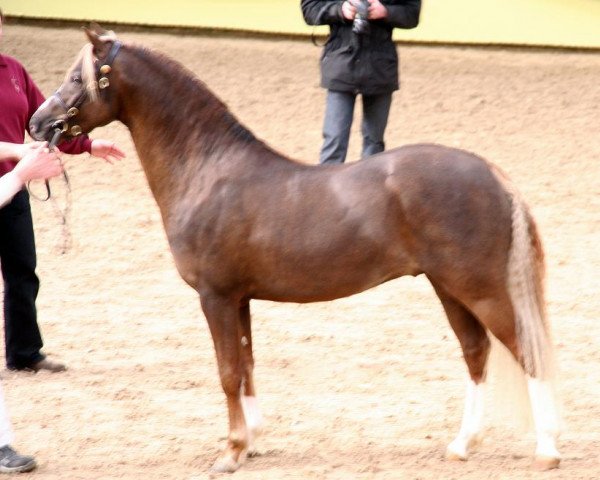 Deckhengst Thistledown Lawrence of Arabia (Welsh Pony (Sek.B), 2006, von Paddock Sahara)