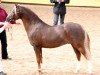 stallion Thistledown Lawrence of Arabia (Welsh-Pony (Section B), 2006, from Paddock Sahara)