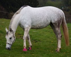 Dressurpferd Kaisy (Trakehner, 2007)