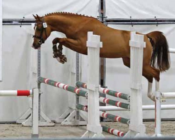 stallion Kyoto B.R. (Nederlands Rijpaarden en Pony, 2012, from Kierow van Klaverborch)