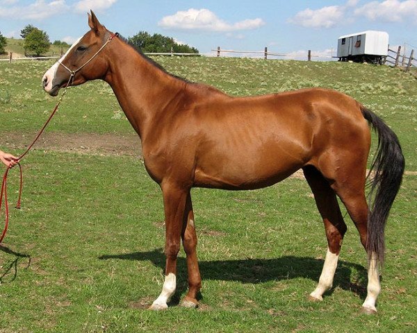 broodmare Askyn (Akhal-Teke, 2003, from 1020 Ajan 2)