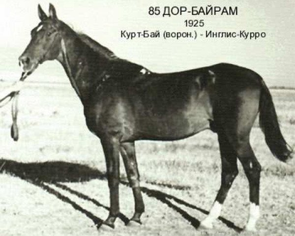 stallion 85 Dor-Bairam (Akhal-Teke, 1925)