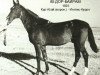 stallion 85 Dor-Bairam (Akhal-Teke, 1925)