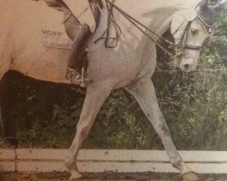 dressage horse Cuchulain 2 (Hanoverian, 2004, from Contendro I)