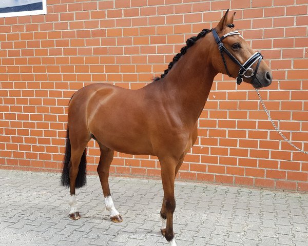 dressage horse Casper's Secret (German Riding Pony, 2013, from Churchill E WE)