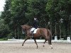 dressage horse Soleil de Vie (Hanoverian, 2008, from Scolari)