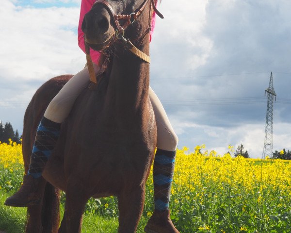 horse Noemy 2 (German Riding Pony, 2004, from Homer)