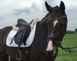 dressage horse Quäntchen Glück 19 (Westphalian, 2012, from Quaterhall)