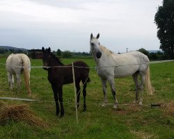 broodmare Viktoria III (Holsteiner, 2005, from Cascane)