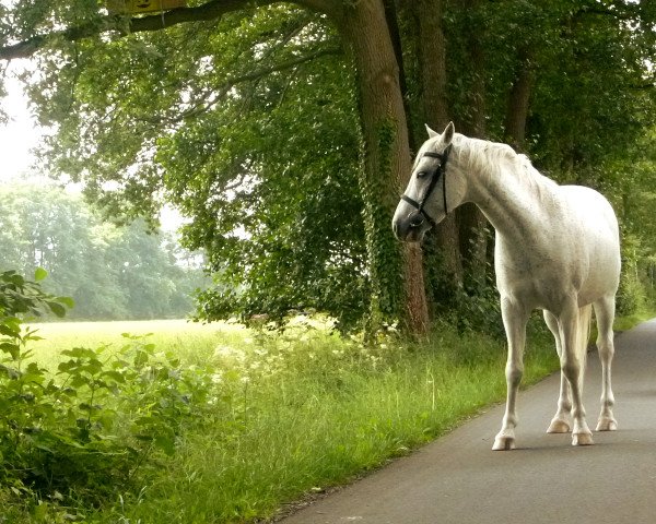 dressage horse Brandy (German Riding Pony, 1999, from Brentano)