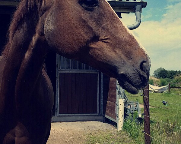 broodmare Beverly (Dt.Part-bred Shetland pony, 1996, from Bento)